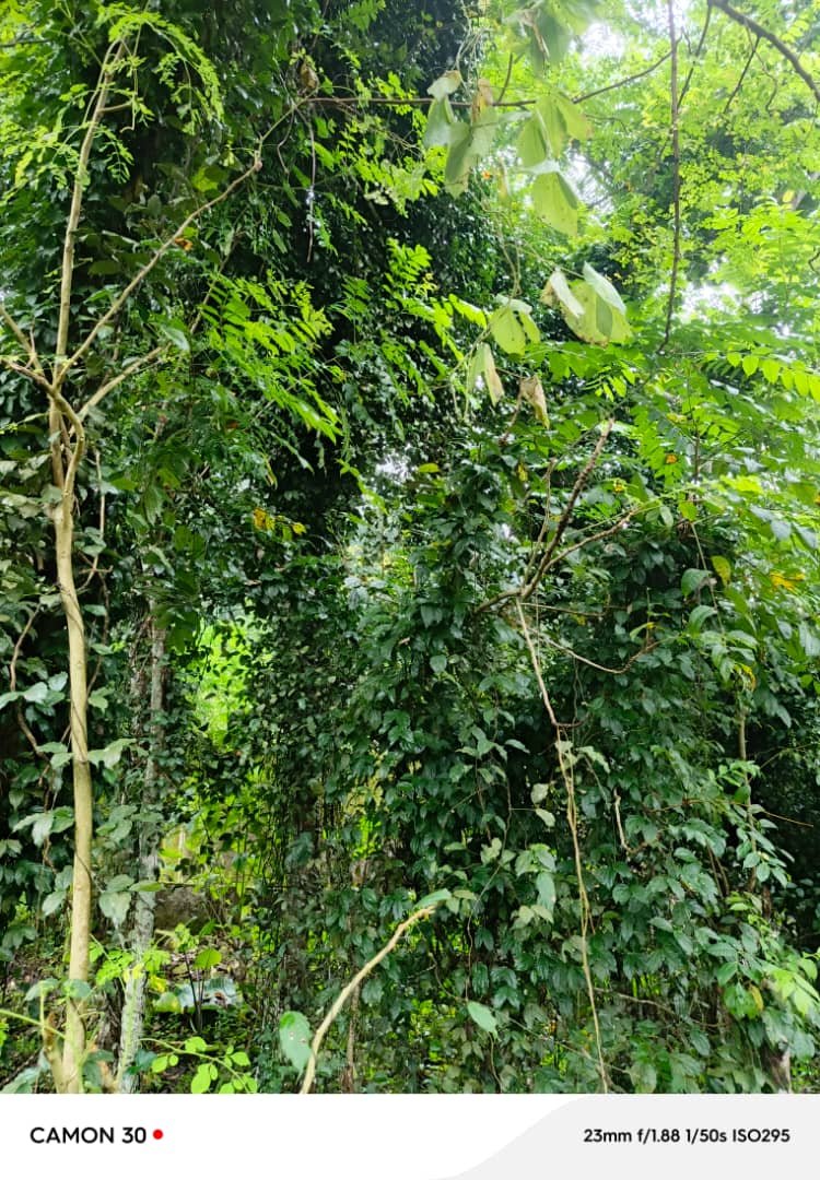 Agroforestry field