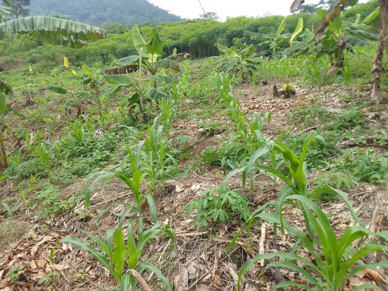 Crop farming