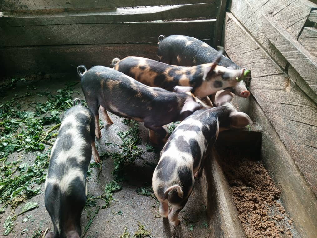 Pig farm